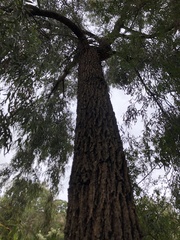 Eucalyptus tricarpa