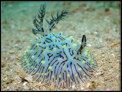 Halgerda willeyi