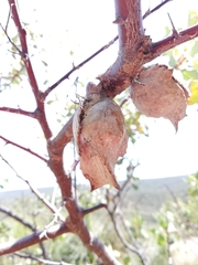 Hakea cristata