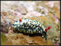 Hypselodoris infucata