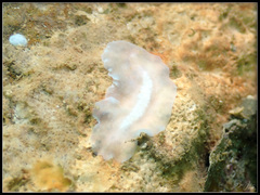 Pericelis