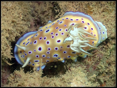 Goniobranchus kuniei