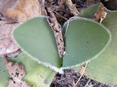 Haemanthus humilis