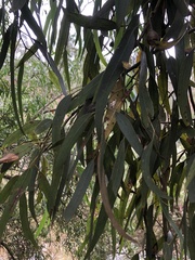 Eucalyptus tricarpa
