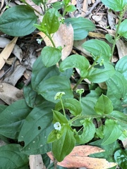 Hackelia latifolia