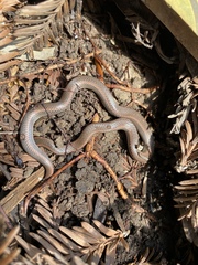 Contia tenuis