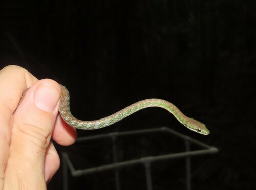 Oliver's Parrot Snake