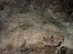 Pseudorhombus jenynsii