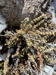 Myriopteris covillei