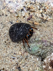 Calcinus laevimanus