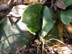 Haemanthus humilis