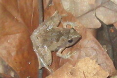 Microhyla berdmorei
