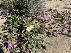 Oenothera deltoides