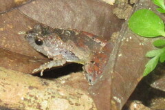 Microhyla berdmorei