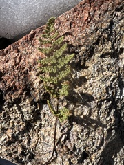 Myriopteris covillei