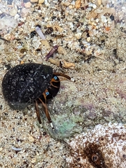 Calcinus laevimanus
