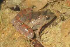 Microhyla berdmorei