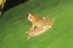 Polypedates teraiensis