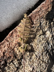 Myriopteris covillei