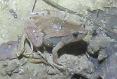 Microhyla berdmorei