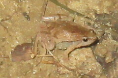 Microhyla berdmorei