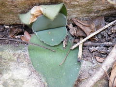 Haemanthus humilis
