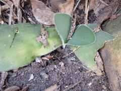Haemanthus humilis