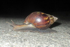 Lissachatina fulica