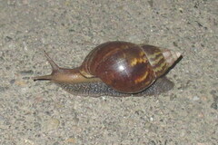 Lissachatina fulica