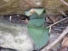 Haemanthus humilis