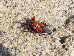 Apiomerus flaviventris