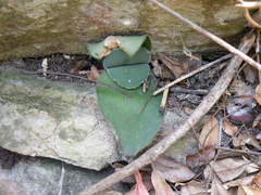 Haemanthus humilis