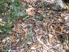 Haemanthus humilis