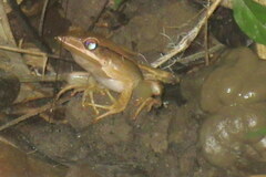 Clinotarsus alticola