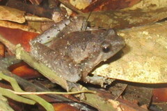 Microhyla berdmorei