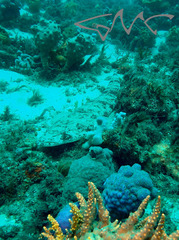 Platycephalus fuscus