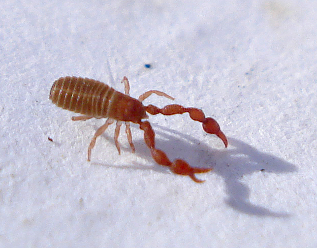 Lamprochernes nodosus