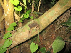 Polypedates teraiensis