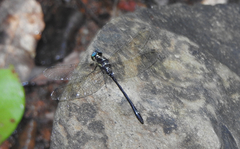 Eusynthemis aurolineata