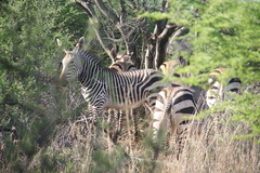 Equus zebra hartmannae