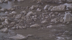 Phoenicurus leucocephalus