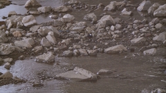 Phoenicurus leucocephalus