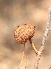 Asphondylia dodonaeae