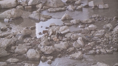 Phoenicurus leucocephalus