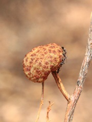 Asphondylia dodonaeae
