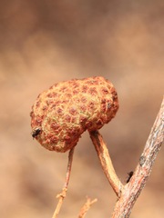 Asphondylia dodonaeae