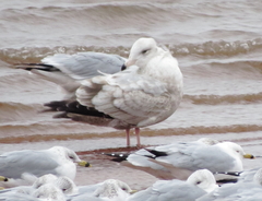Larus argentatus × hyperboreus
