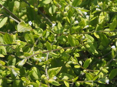 Bothriospermum zeylanicum