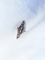 Desmia funeralis