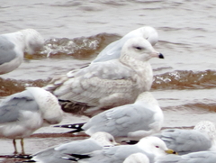 Larus argentatus × hyperboreus